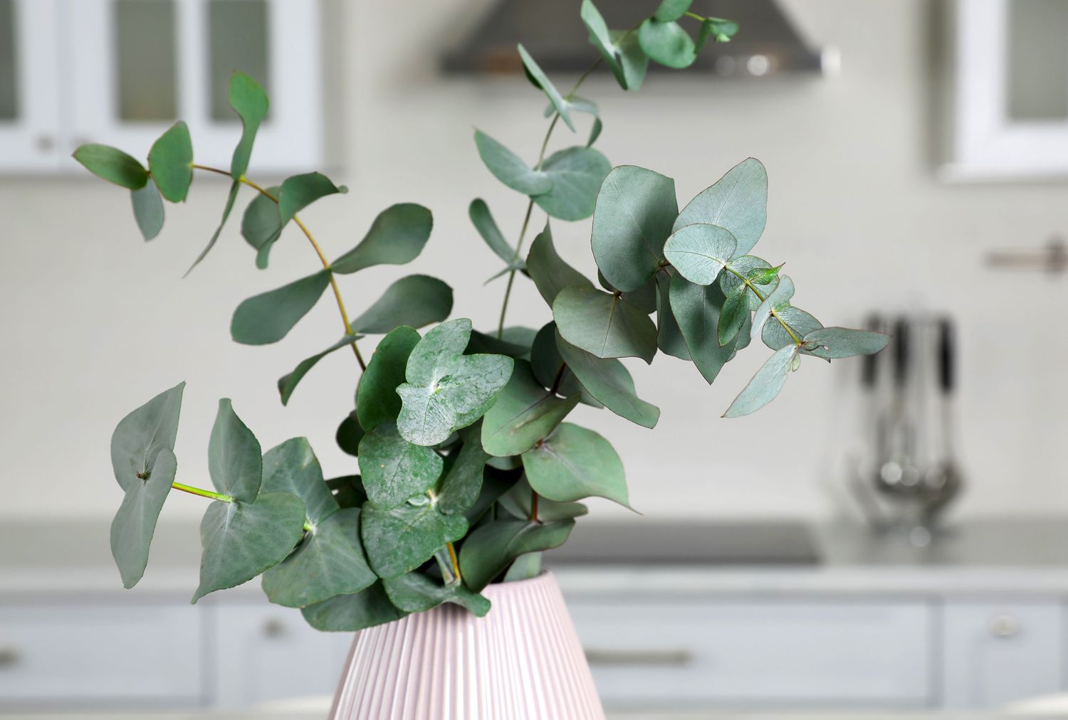 Eucalyptus branches arranged in a pink vase on a kitchen counter