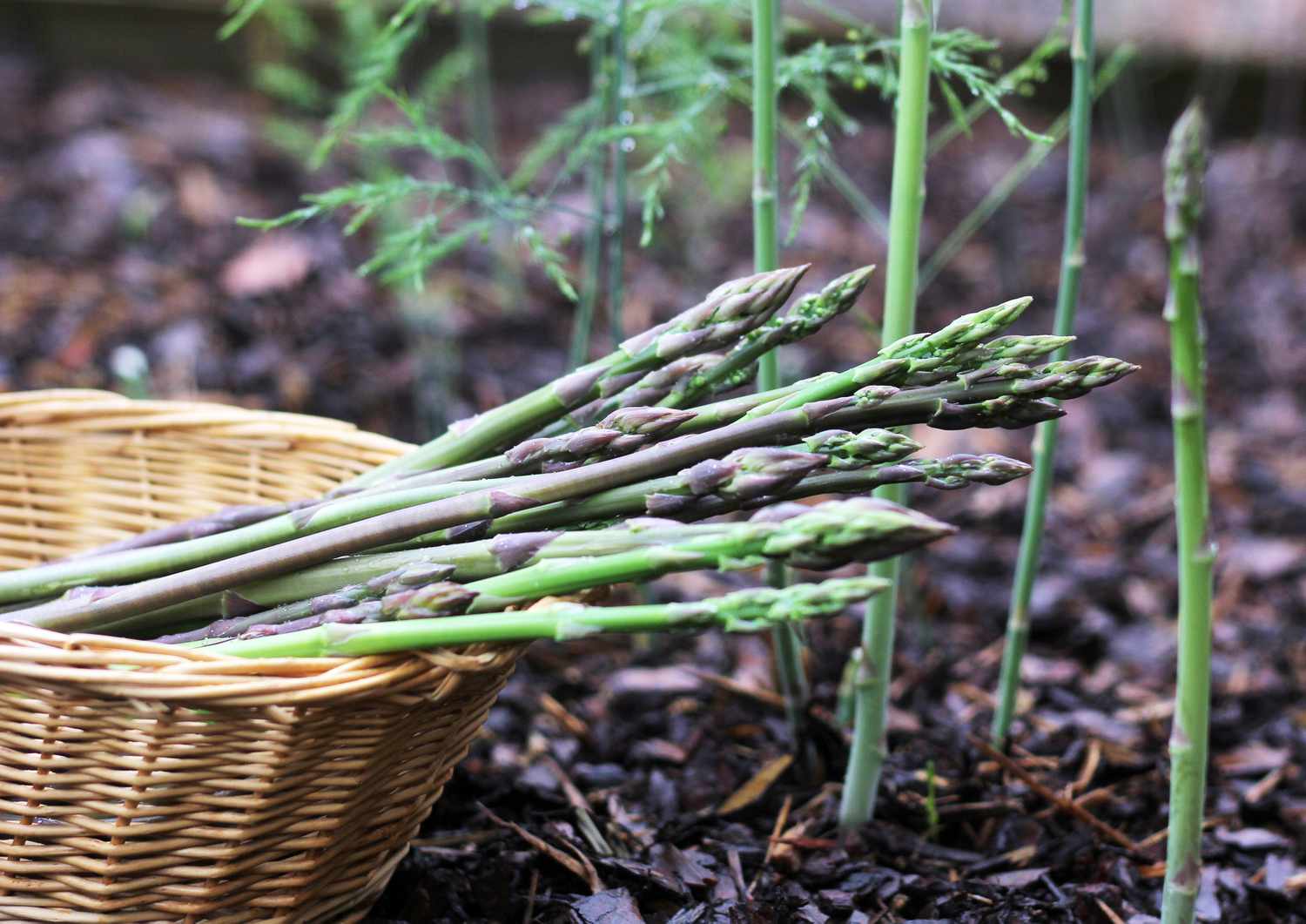 Fresh Organic Asparagus Growing in Spring Vegetable Garden