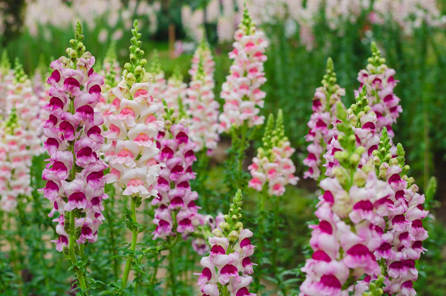 pink snapdragons