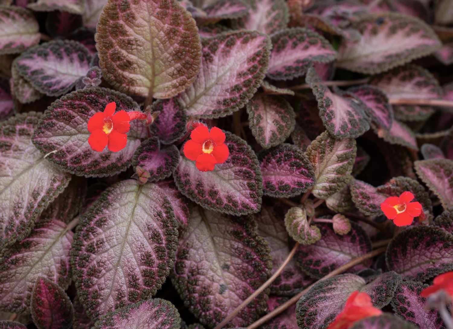 flame violet with purple leaves and red blooms