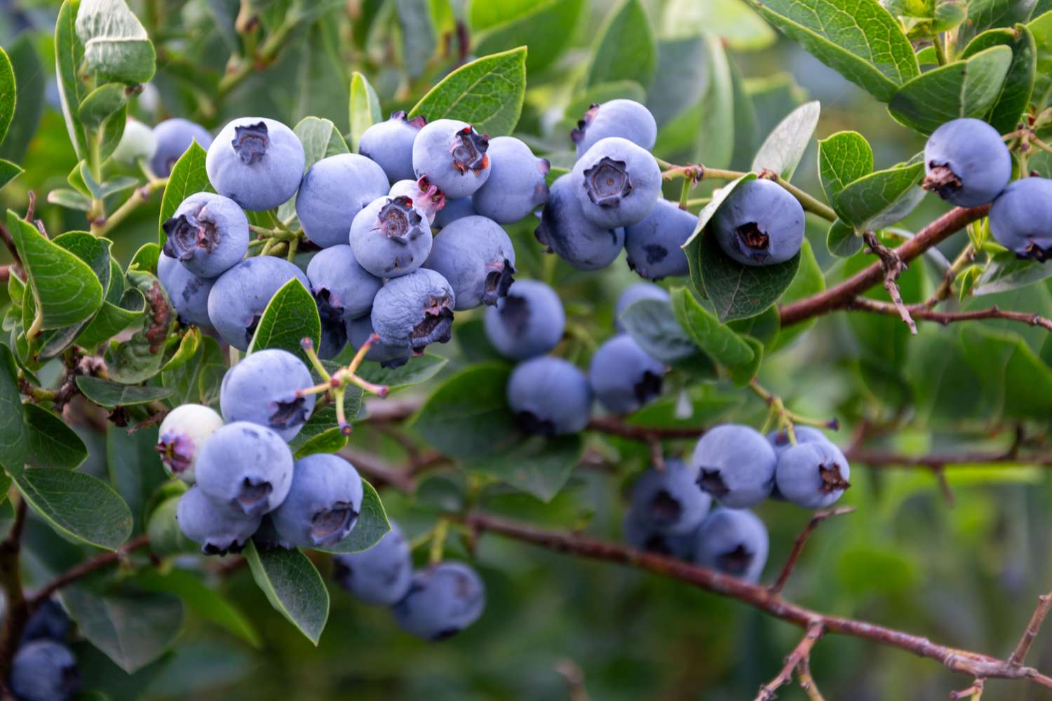 A cluster of ripe blueberries on branches with green leaves