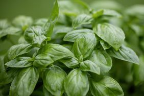 Close up of basil leaves in a garden