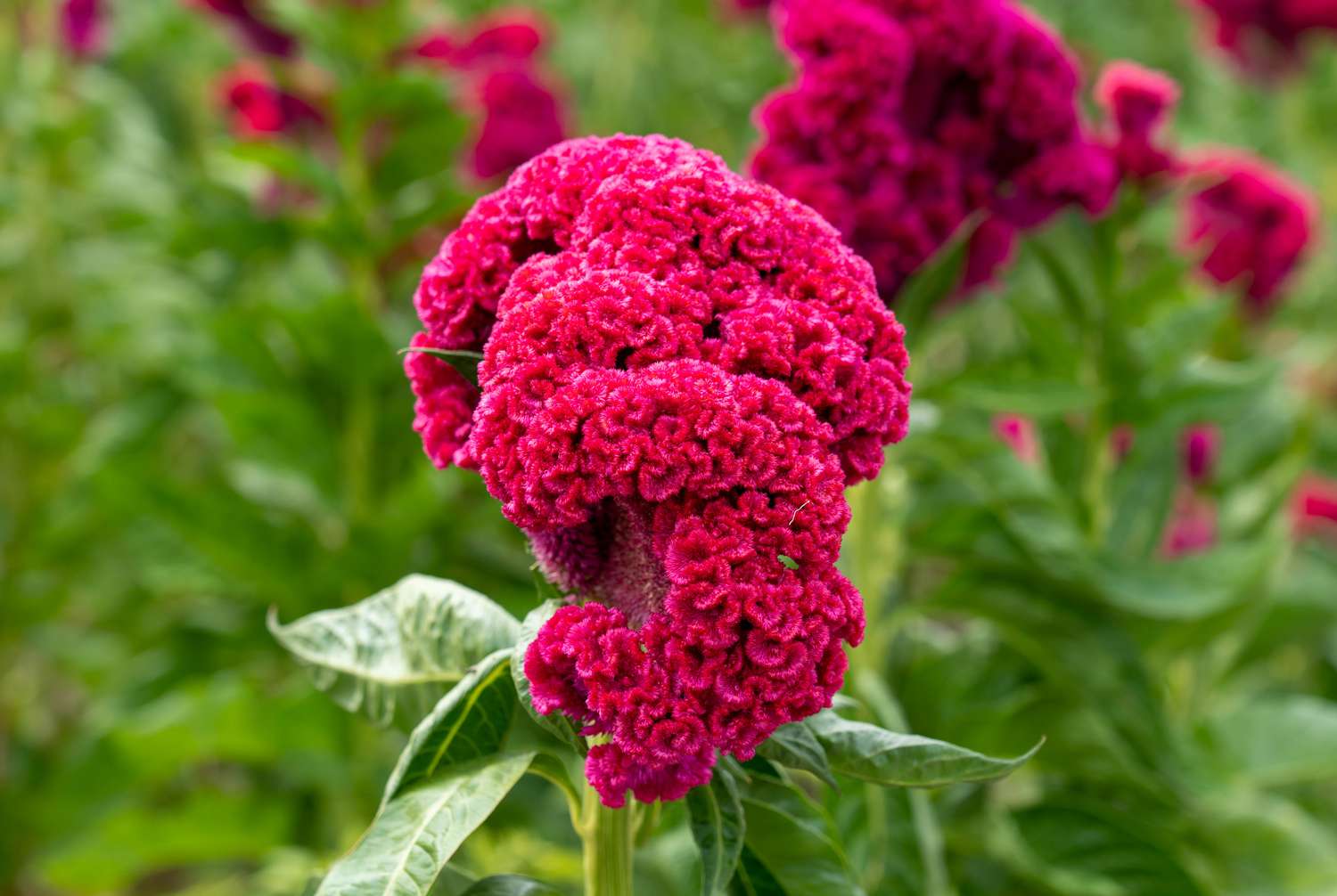 pink cockscomb celosia plant