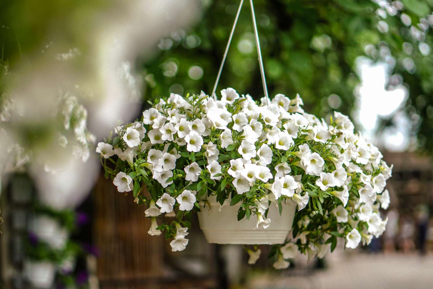Hanging plants front porch