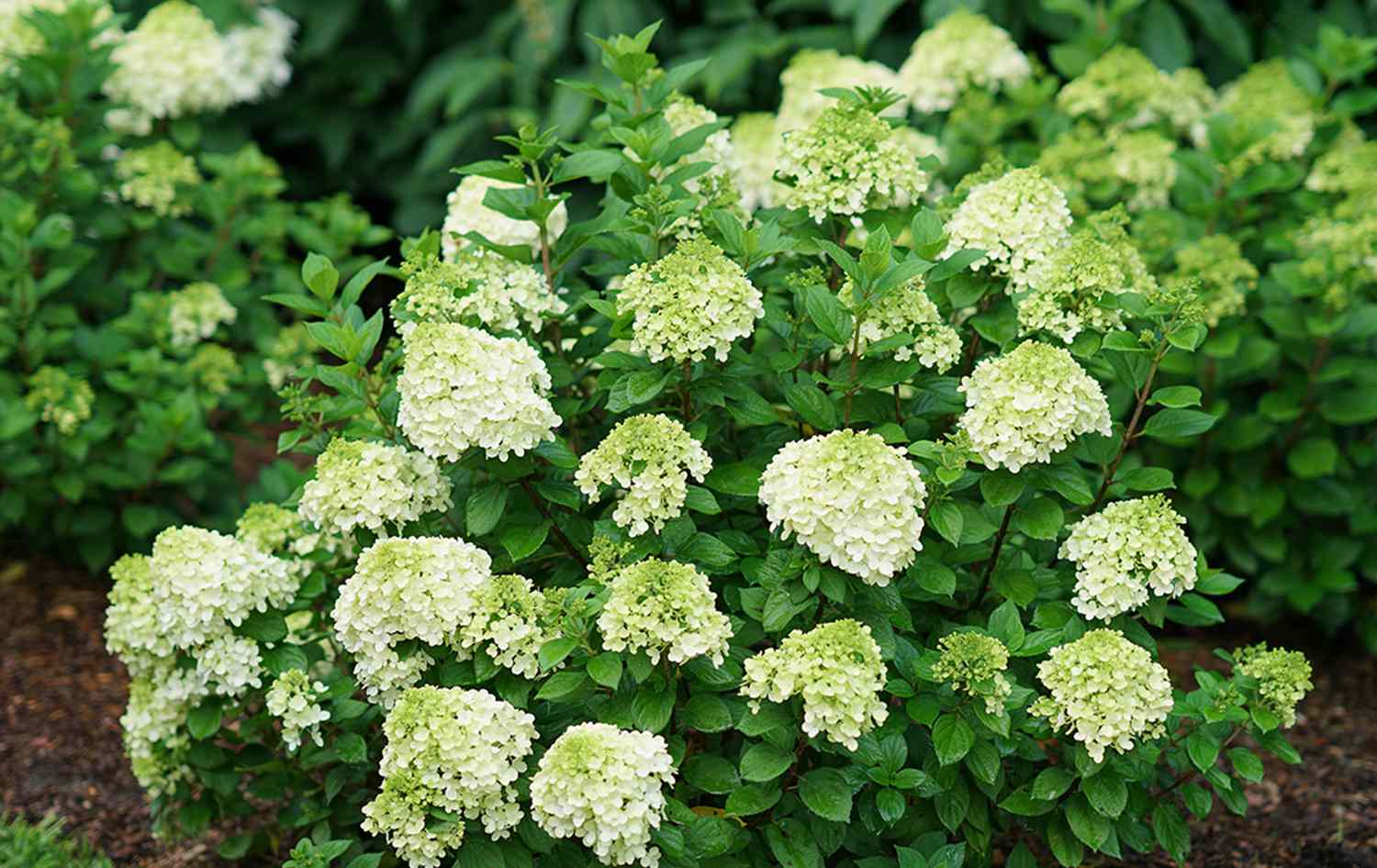 little lime hydrangea