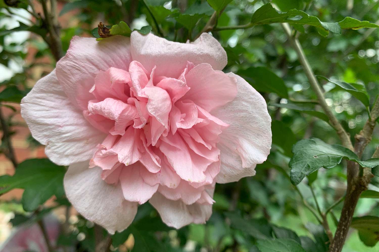 Blushing Bride Rose of Sharon