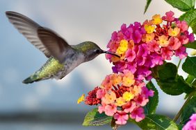 Hummingbird feeding from a cluster of small vibrant flowers, wings in motion