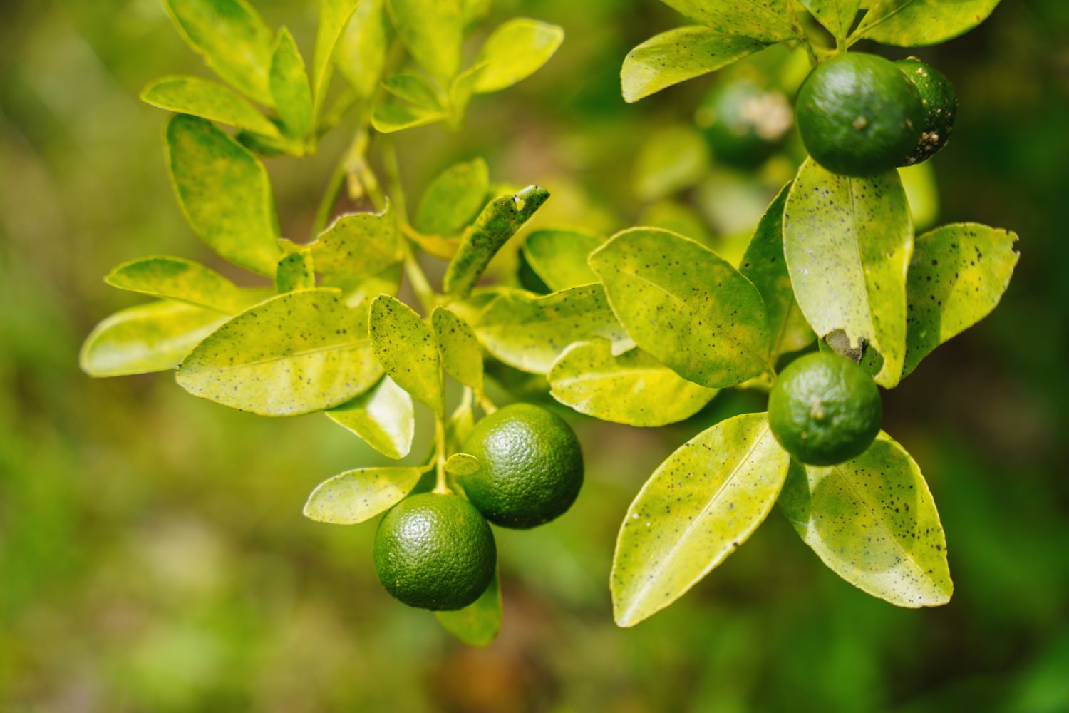 key limes growing on a branch