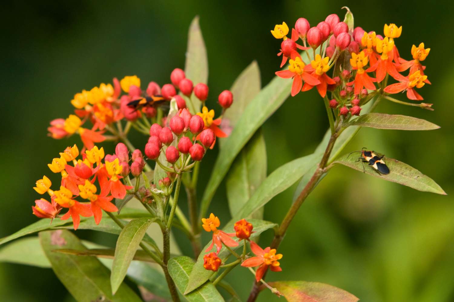 Asclepias tuberosa