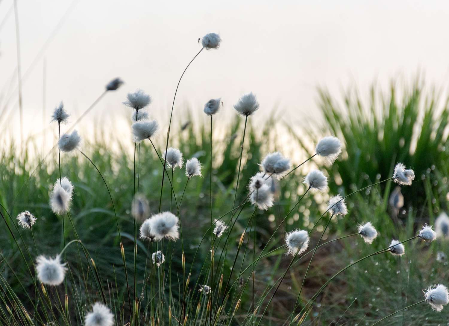 Sedges growing in a field