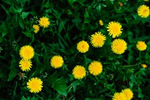 Dandelions in a green grass field