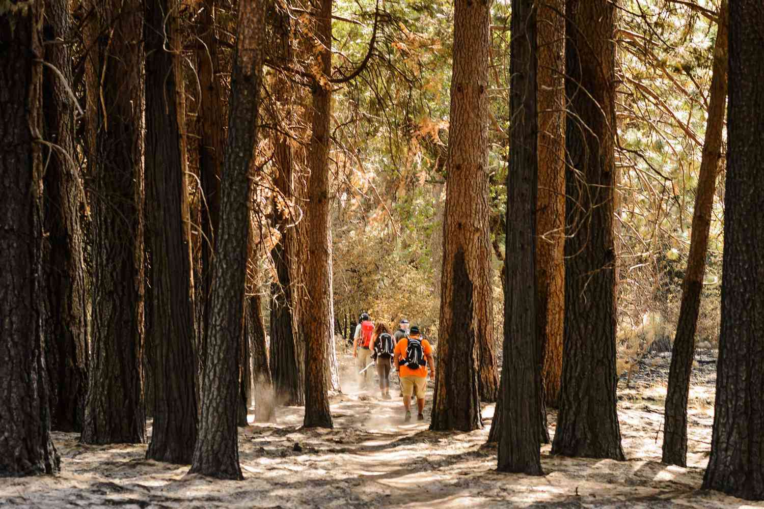 hiking among the Yosemite redwoods