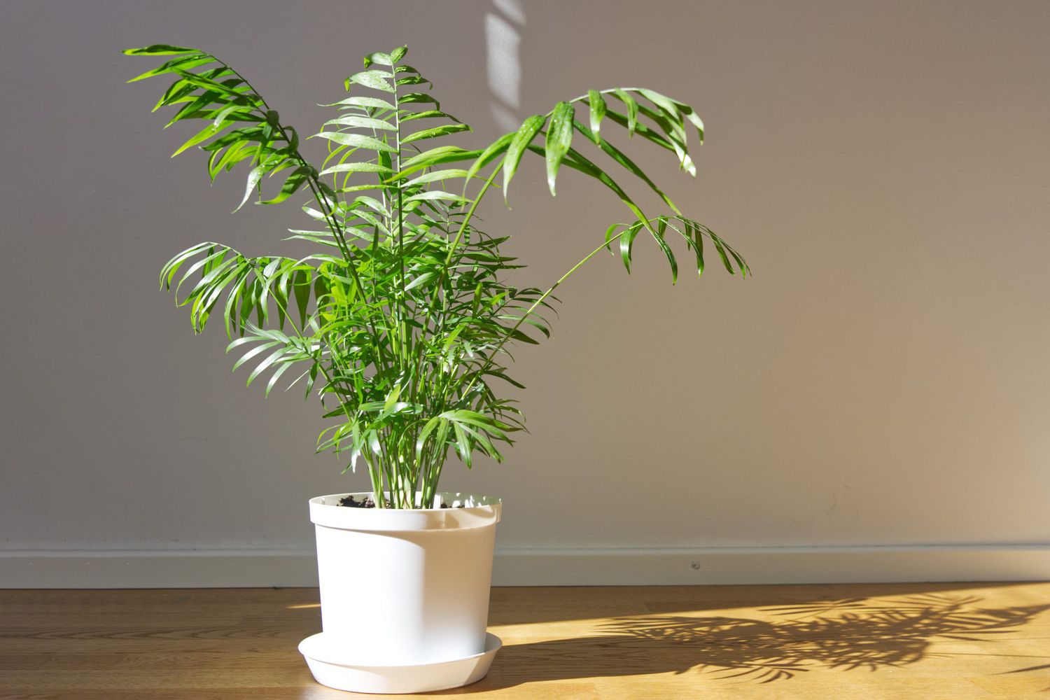 Neanthe Bella Palm plant in sunlight