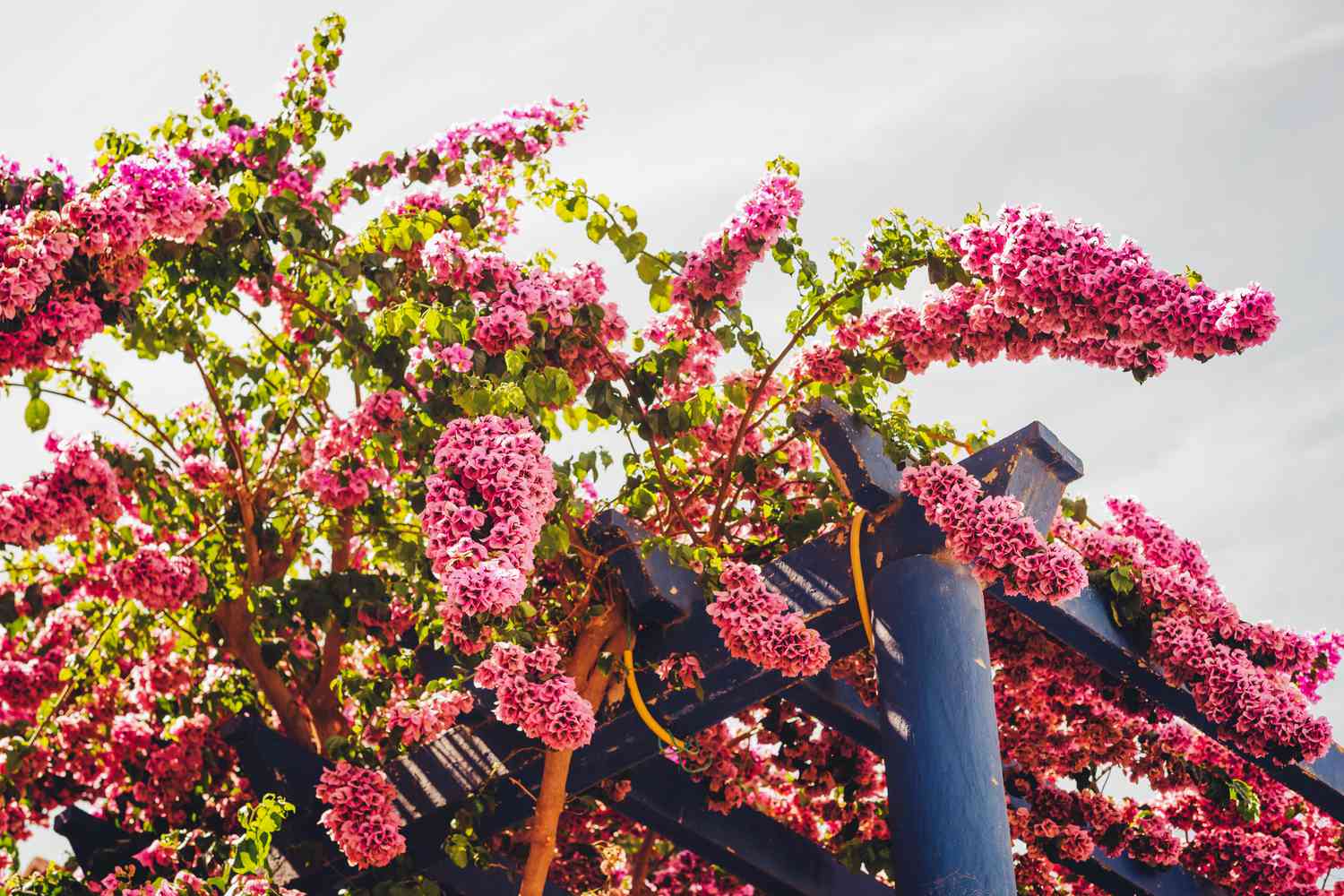 Bougainvillea on pergola