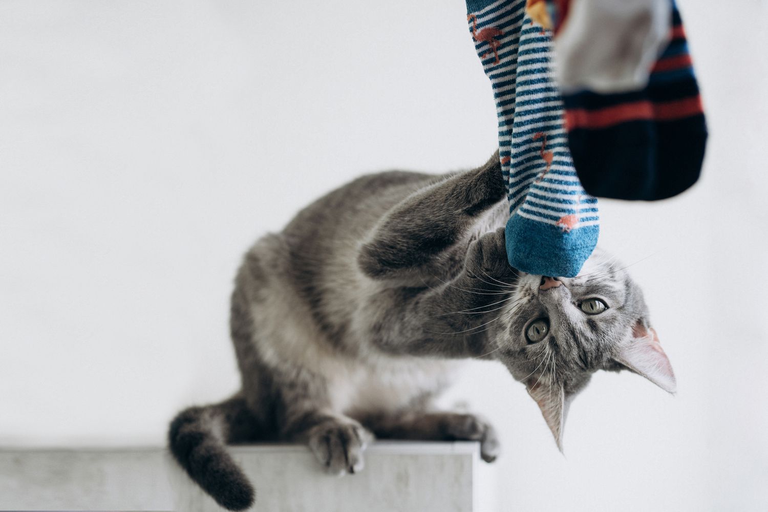 Cute gray cat playing with colored socks