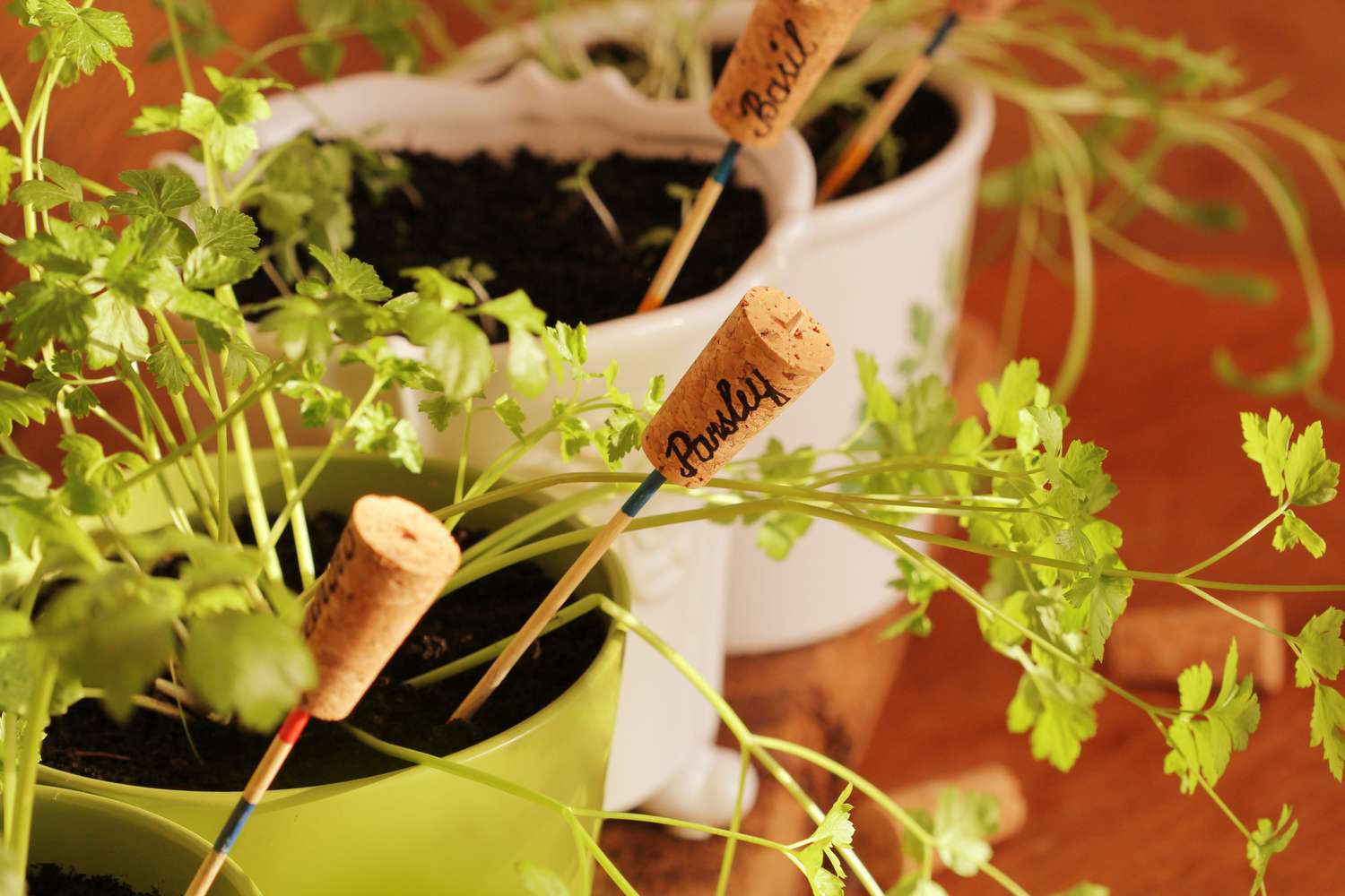 wine corks in planters as seed markers
