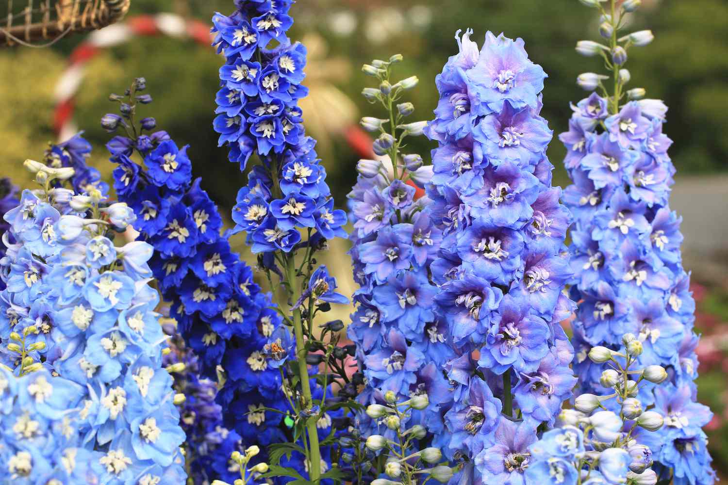 Delphinium,Candle Delphinium,English Larkspur,Tall Larkspur
