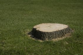 Tree stump in a grassy yard