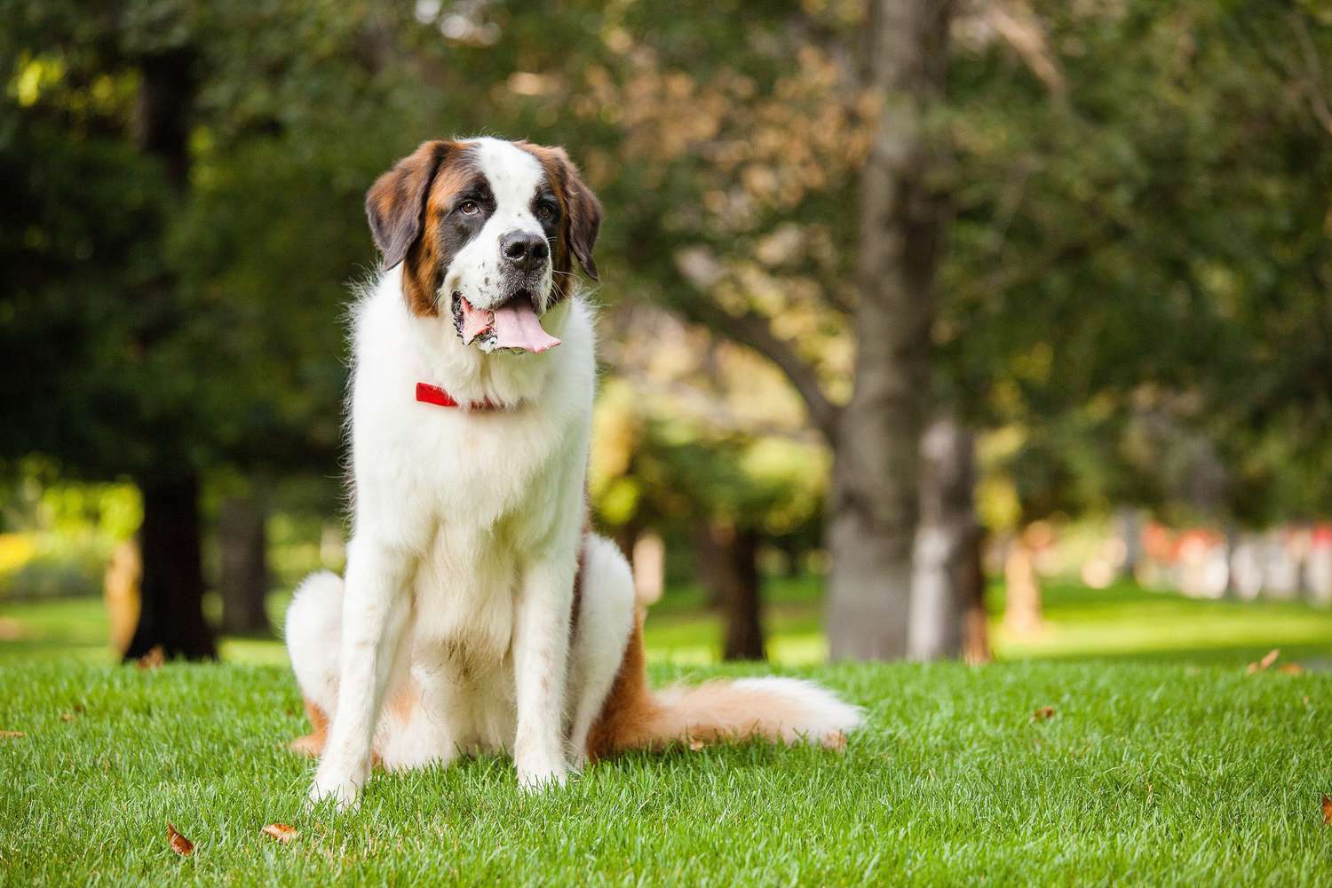 Saint Bernard dog sitting outdoors