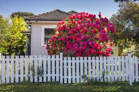A suburban house with a picket fence and a large blooming shrub in front