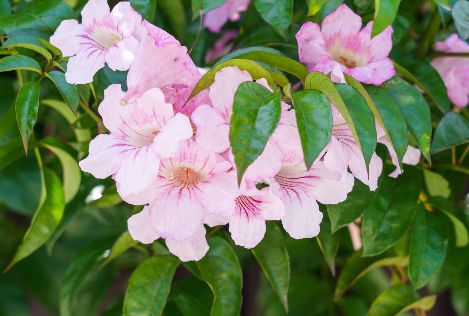 Blossoms of a coral vine among green leaves
