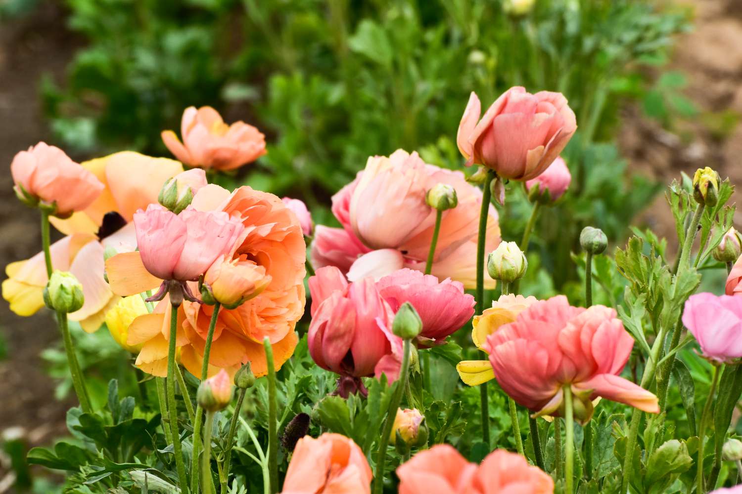 The early spring ranunculus flowers create a stunning background display of colors.