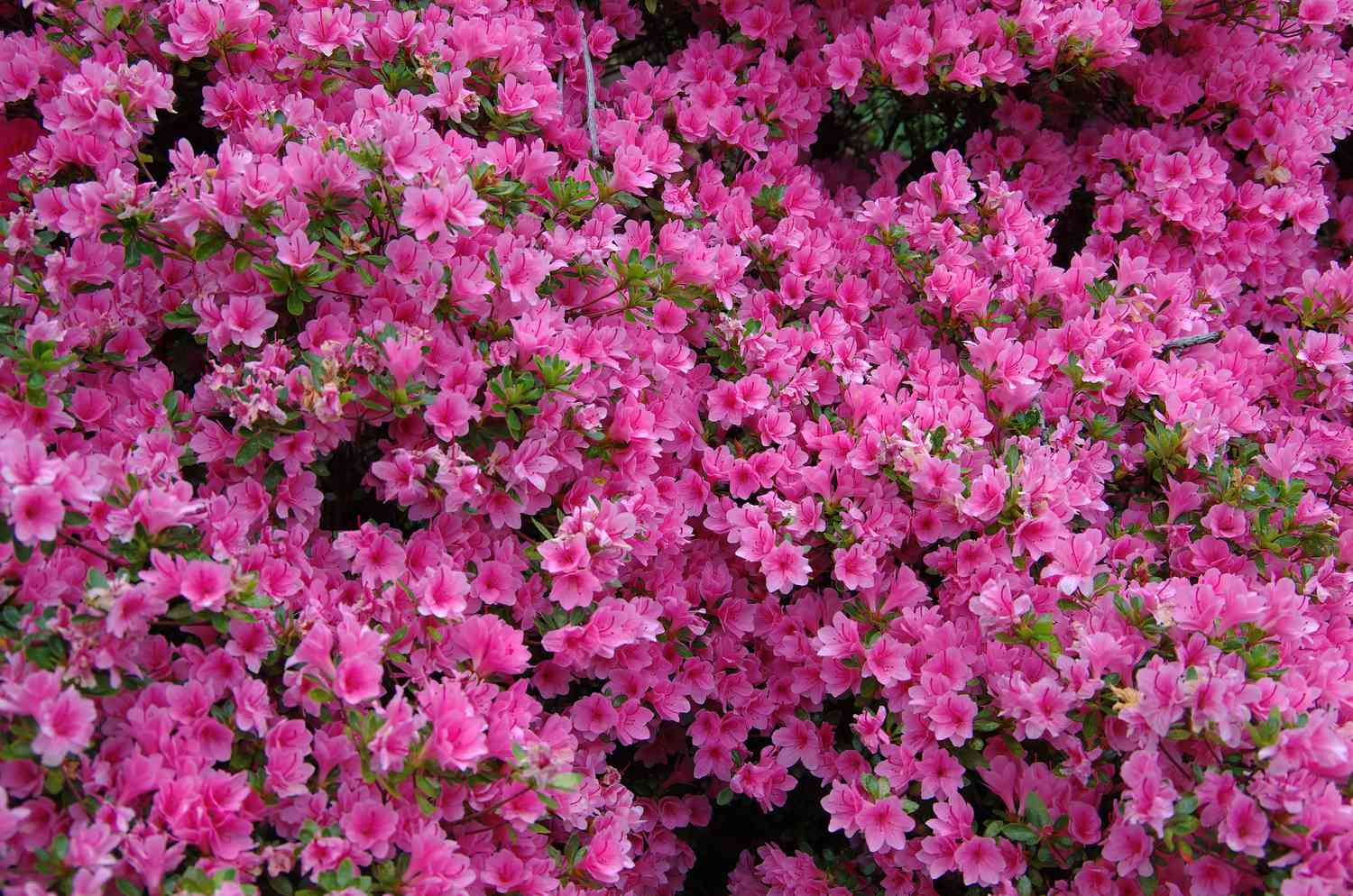 Pink Azalea bush