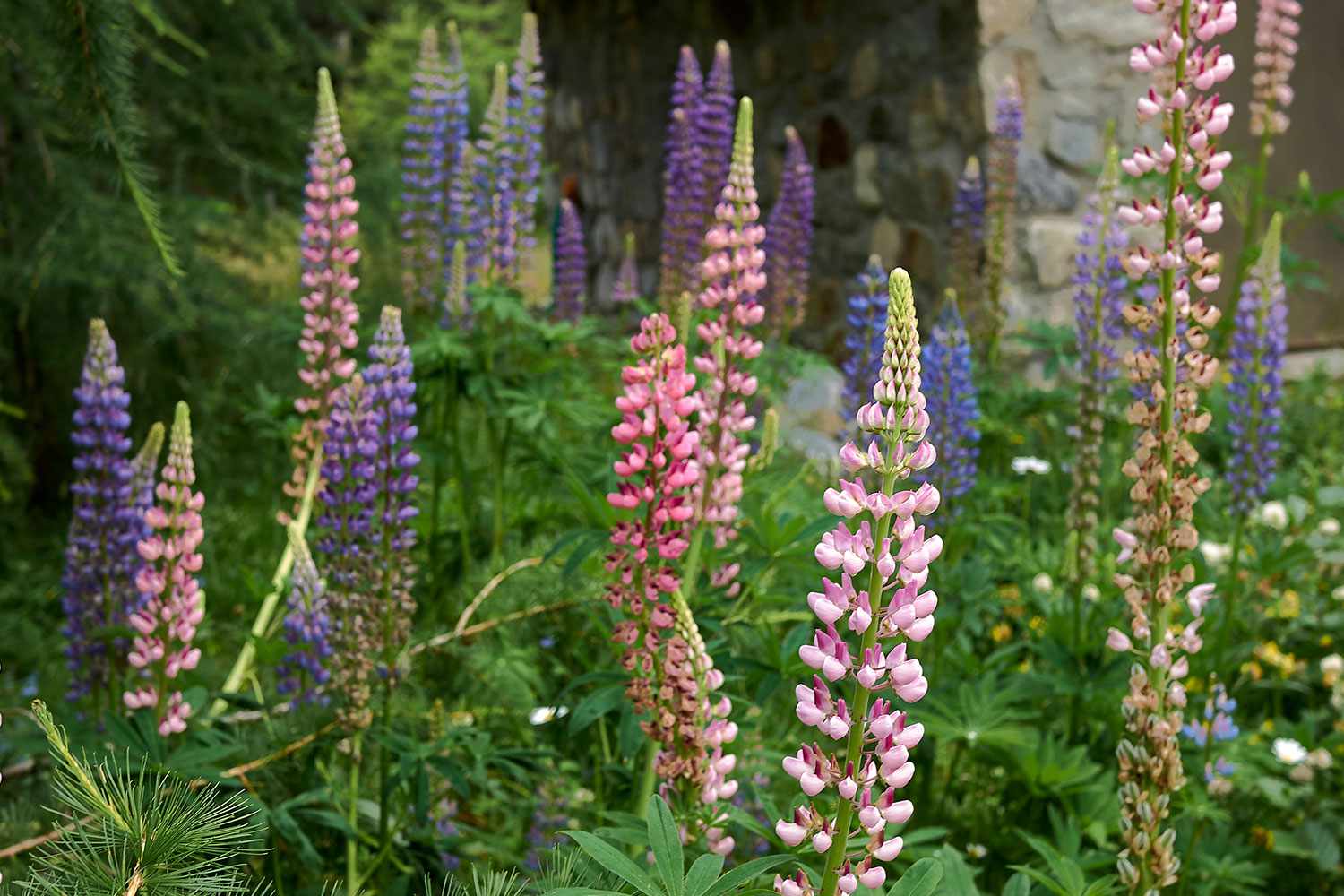Lupinus polyphyllus Russell Lupine