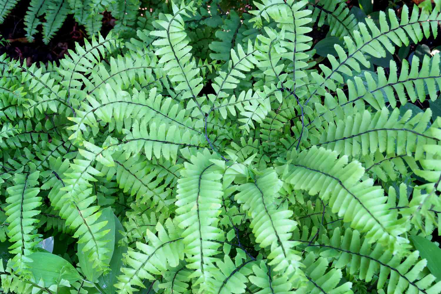 Northern Maidenhair Fern