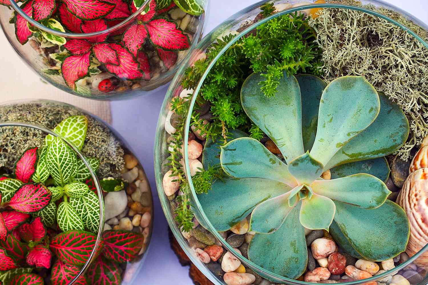 Terrariums with plants