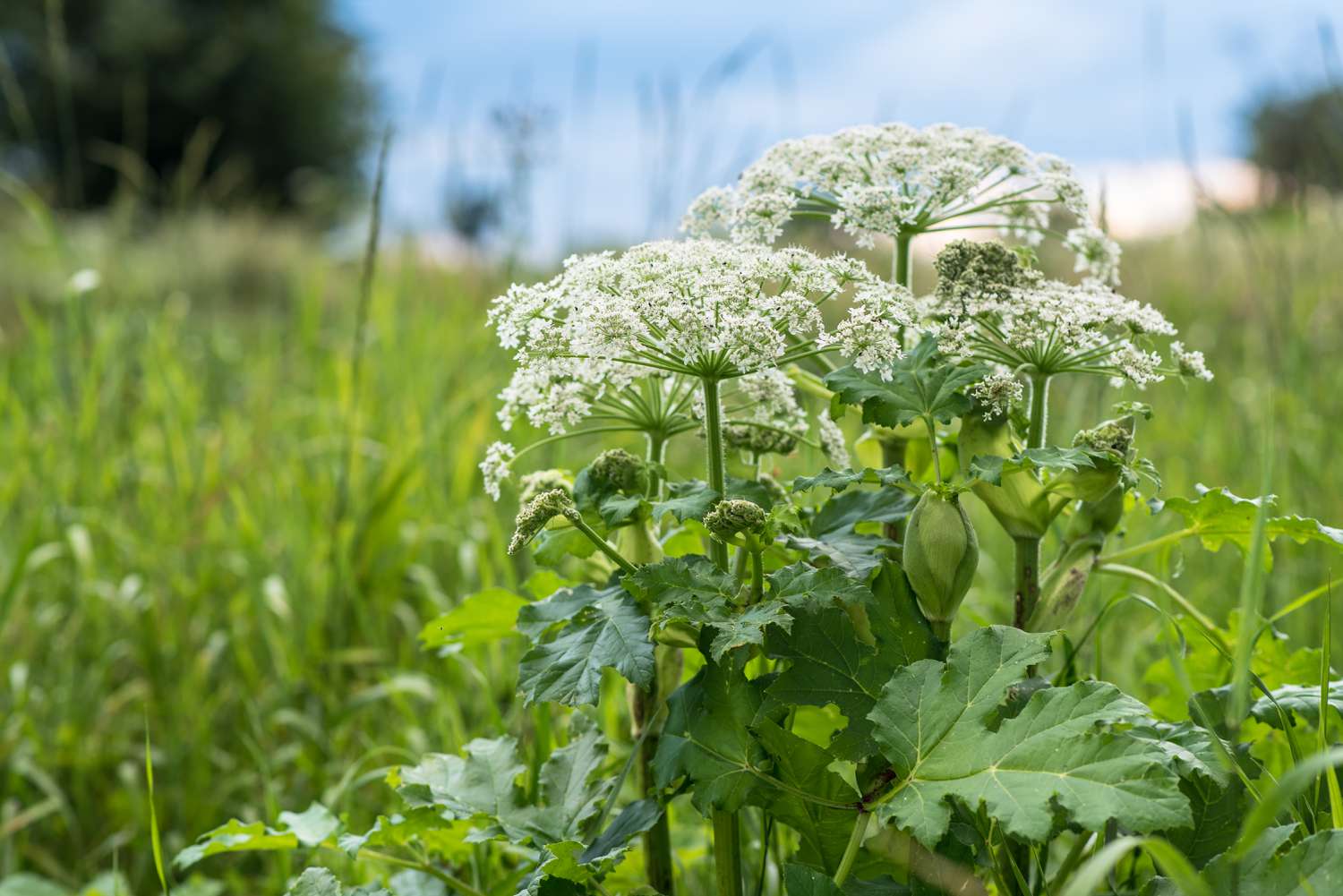 Giant hogweed