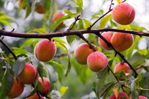 Ripe organic peaches before harvest in the orchard.