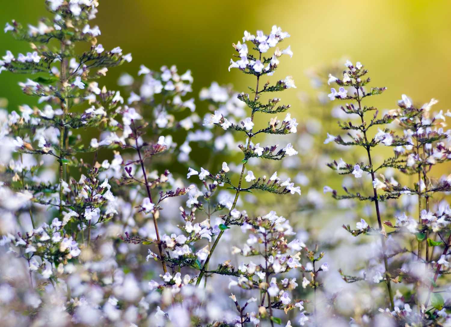 calamint growing in a field