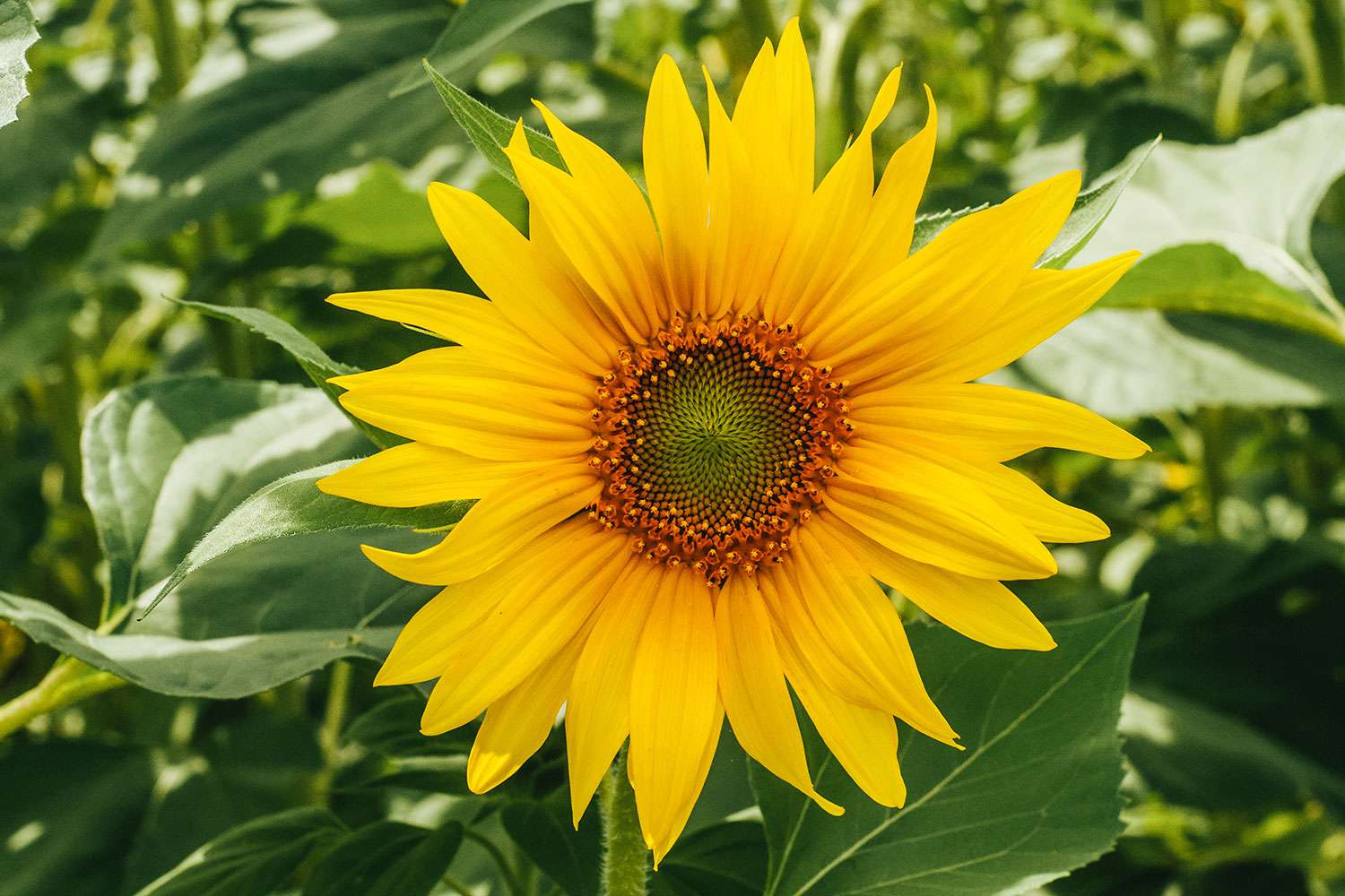 Sunflower
