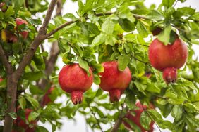 Pomegranates growing on a tree branch