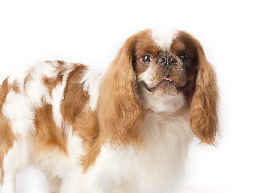 English Toy Spaniel dog