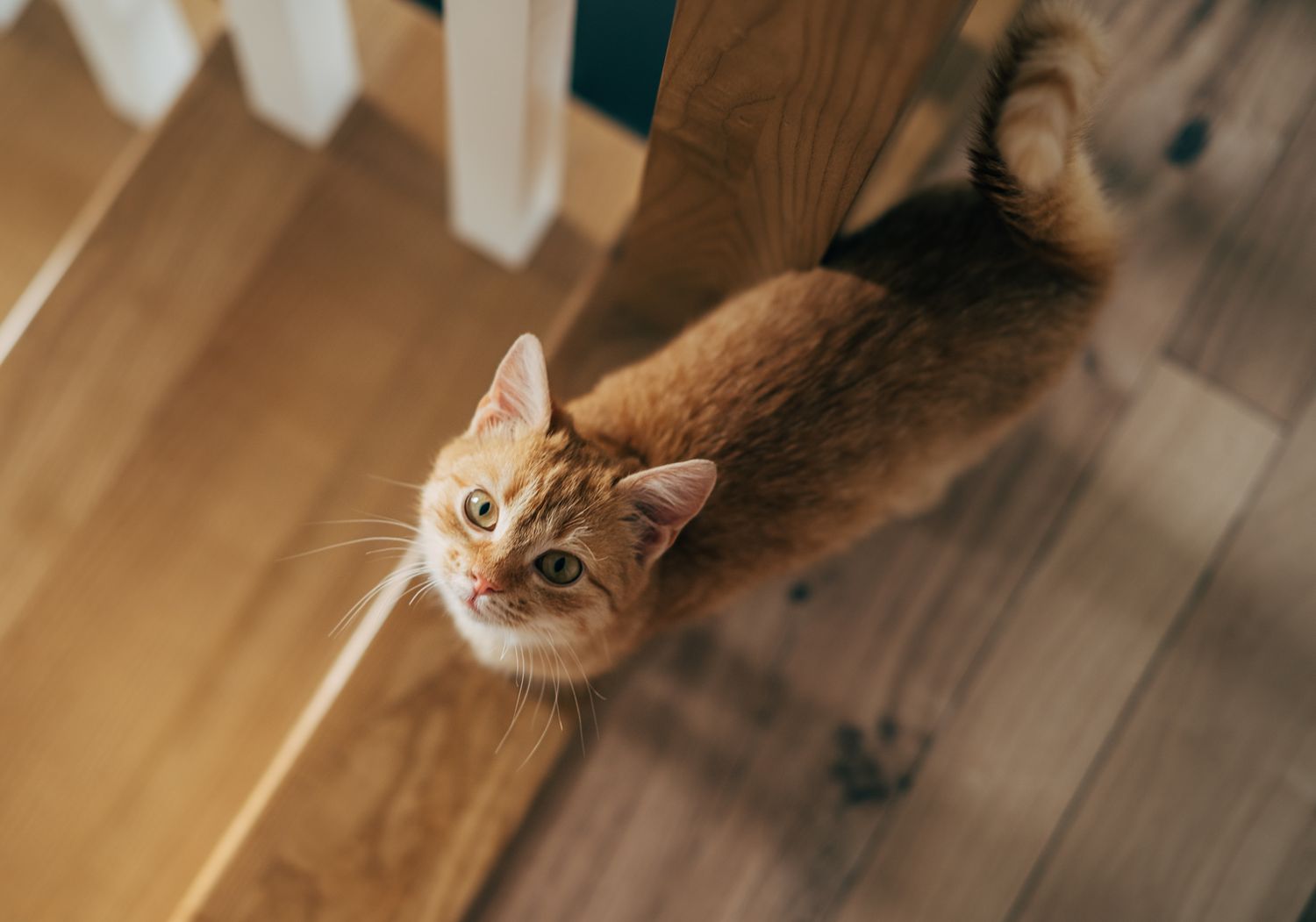 A cat looking upwards near wooden stairs