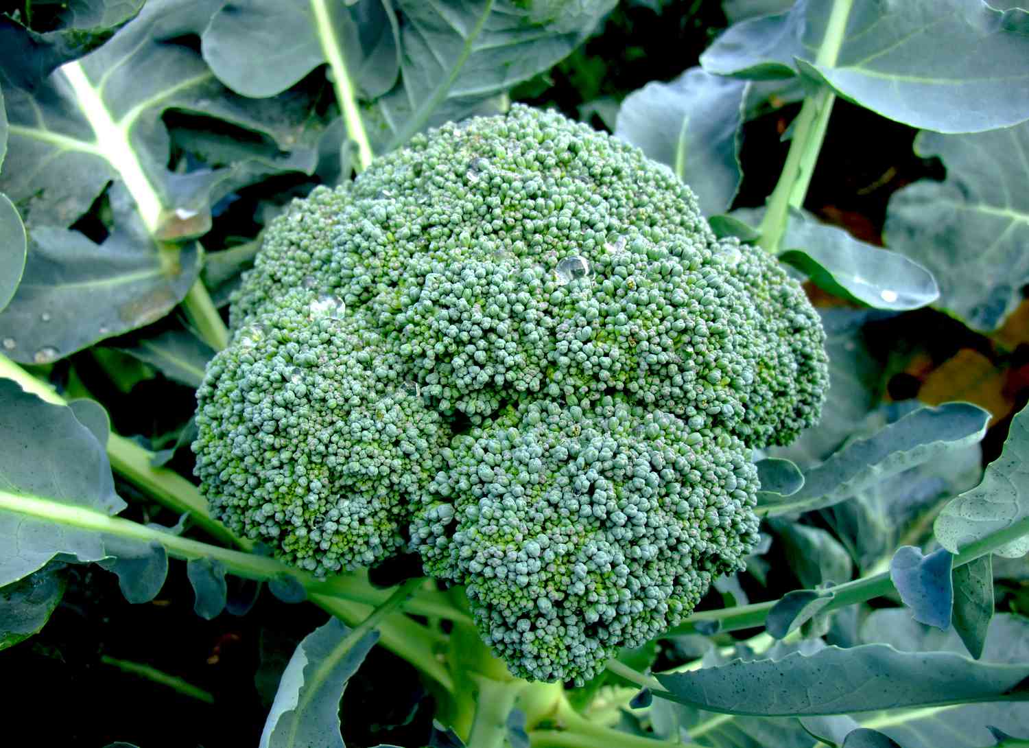 broccoli growing in a garden