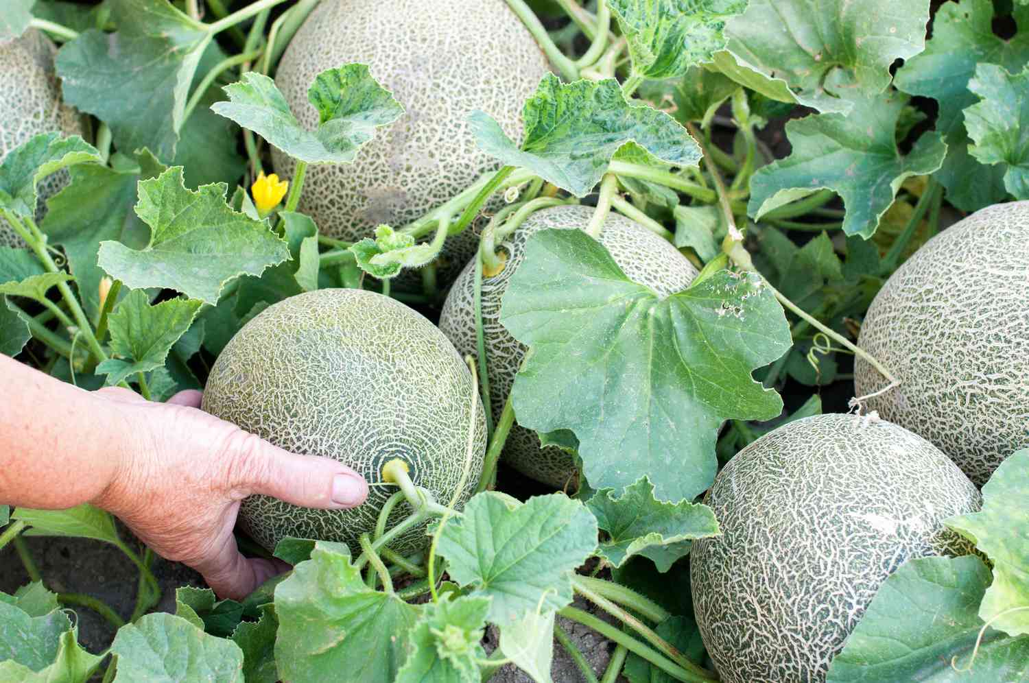 cantaloupes growing with vines and flowers in garden, a white person's hand is picking one up