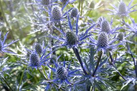 Sea Holly