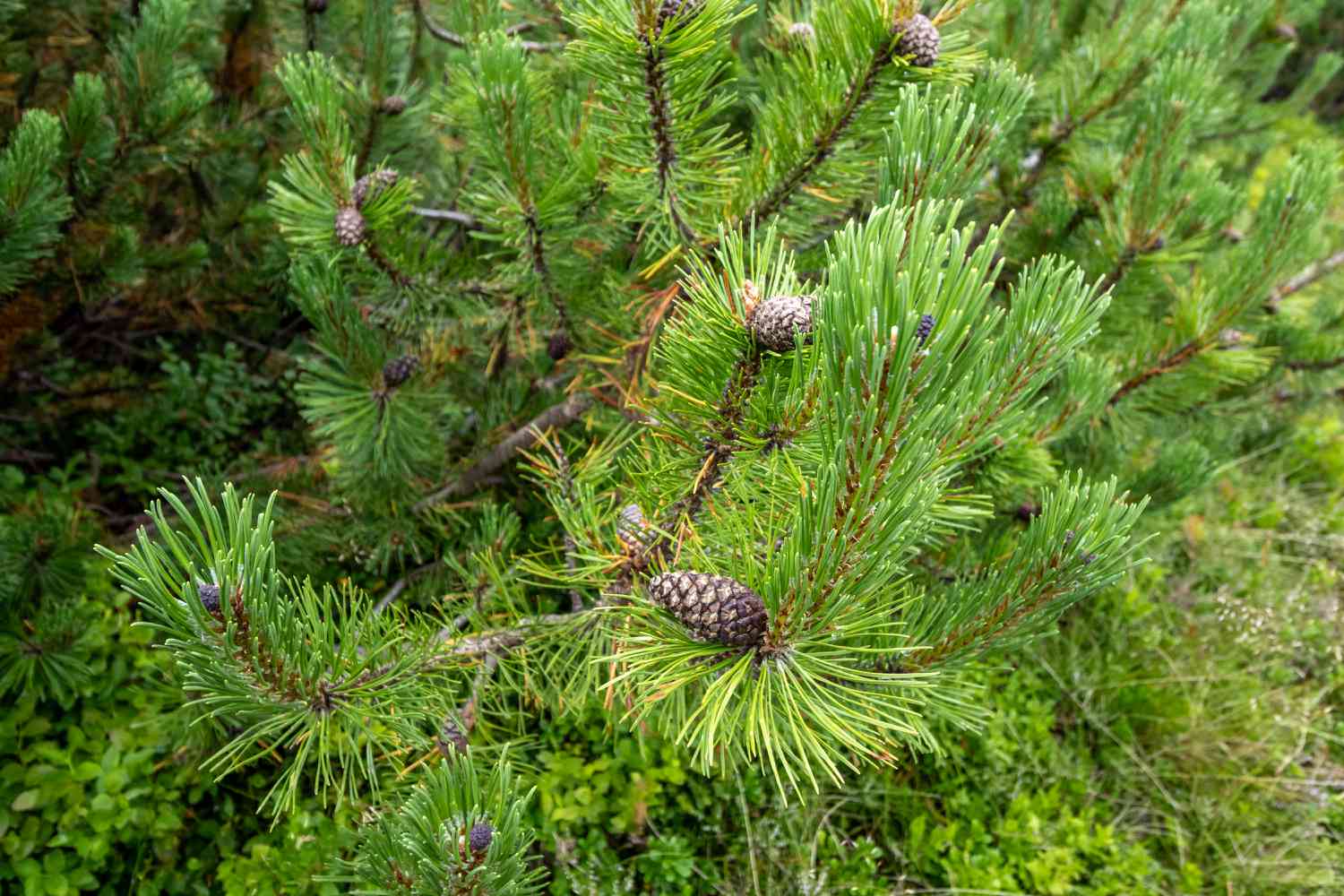 Close-up of a pine tree branch with pinecones