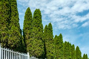 A row of tall evergreen trees behind a white picket fence against a blue sky