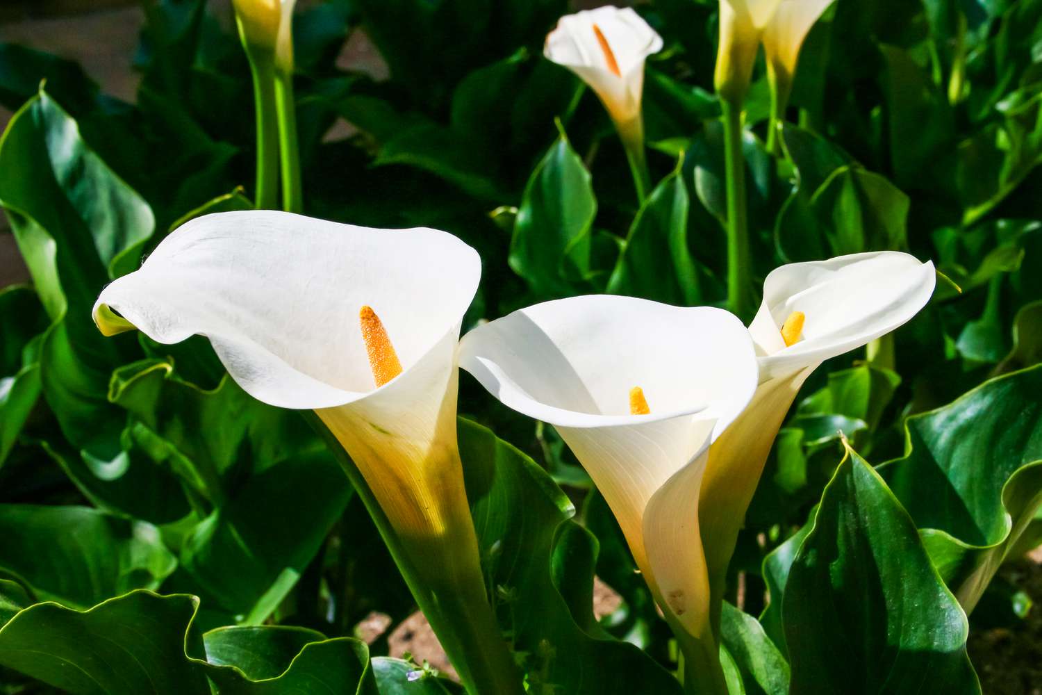 Calla lilies