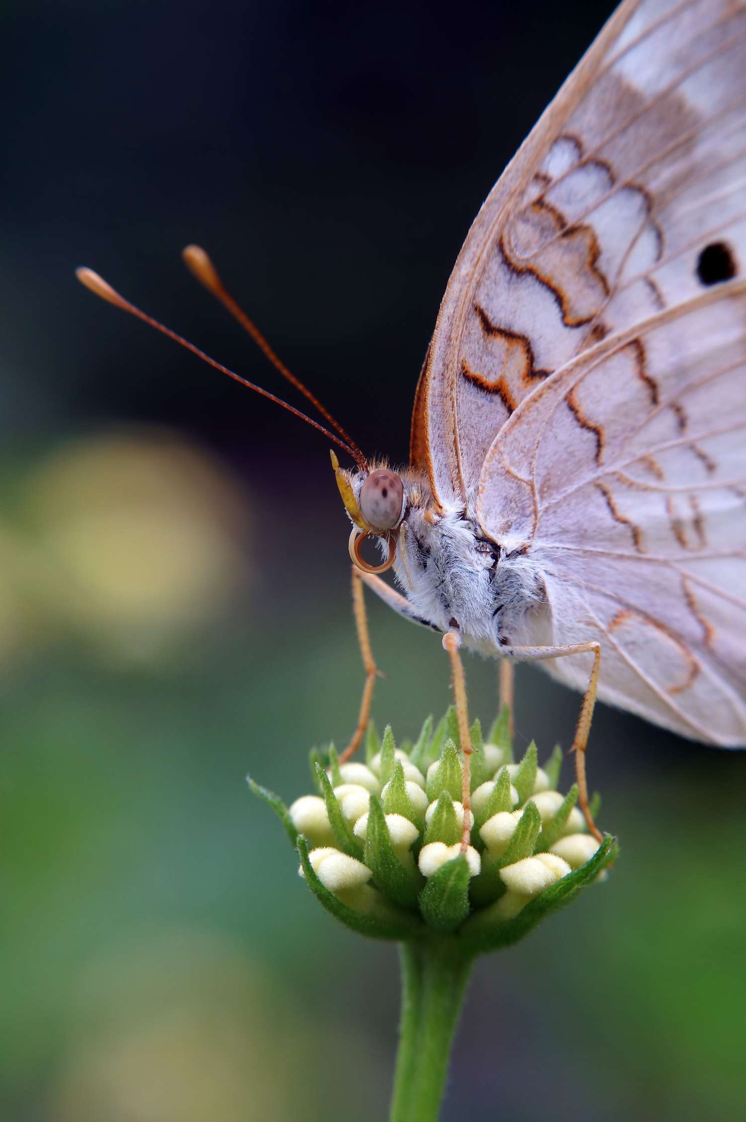 close up of butterfly at botanica garden