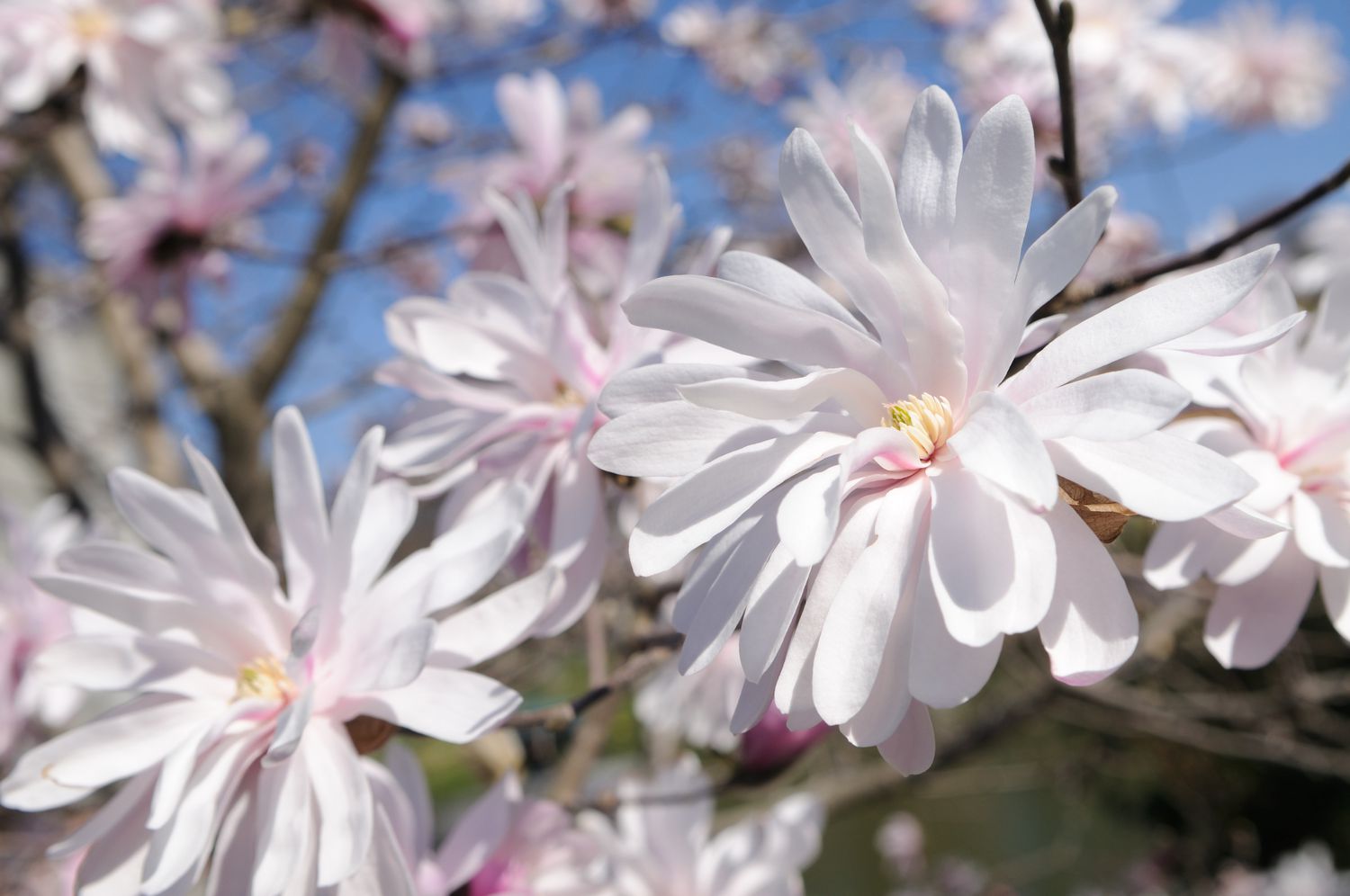 star magnolia with white flowers