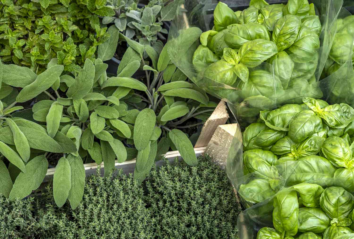 A close-up view of various fresh green herbs in a garden setting including basil, thyme, and sage