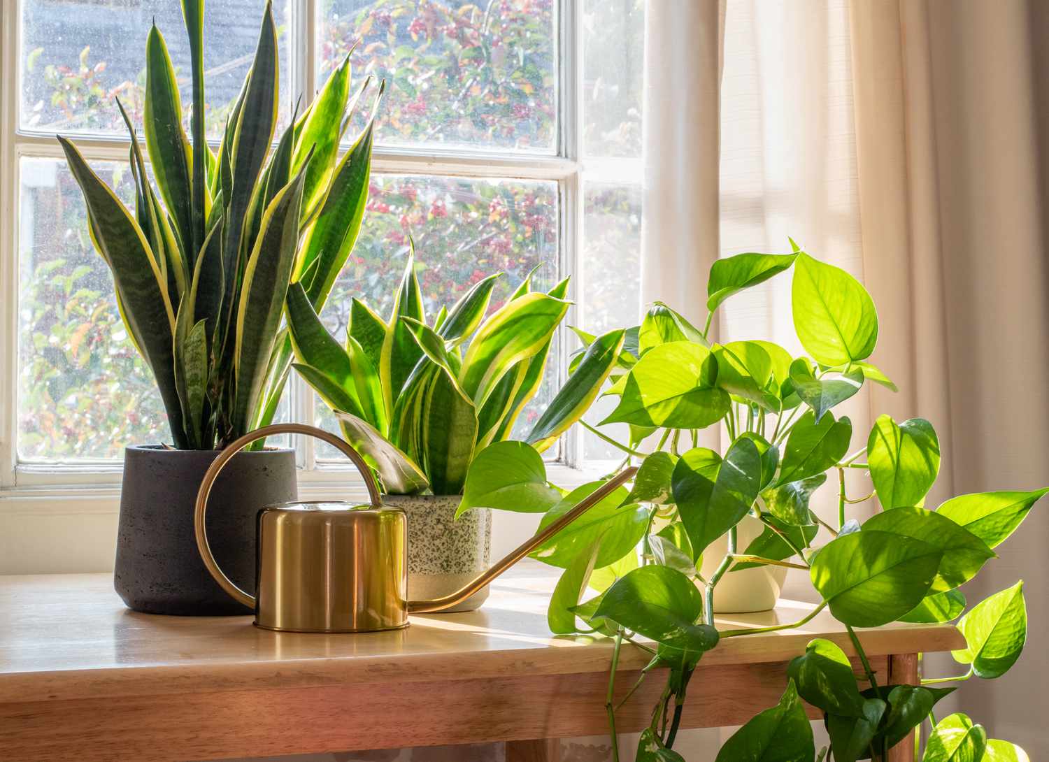 three house plants and watering can near a window