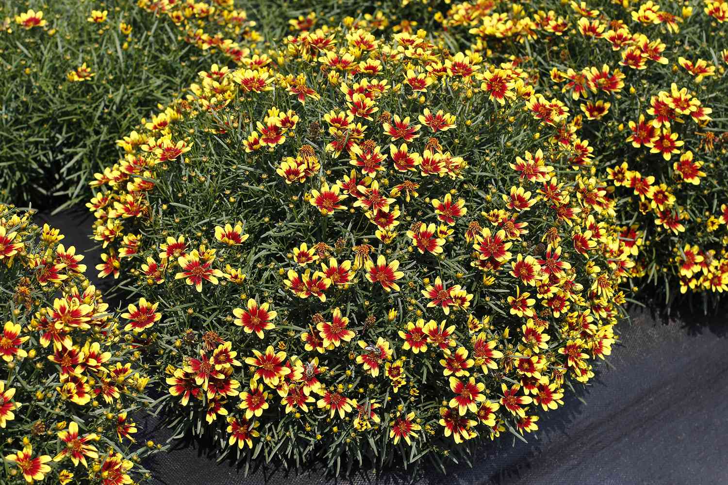 Coreopsis Honeybunch