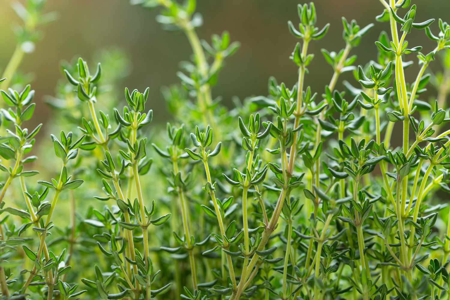 Thyme