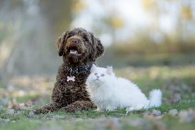 A Portuguese Waterdog and a white Persian cat are seen laying outside in the grass together. 